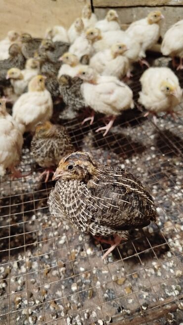 Inəklər, öküzlər: Bildirçinlər🐥 11- 15 günlüklər 1.40 azn. 16- 20 günlüklər 1.70 azn. 20