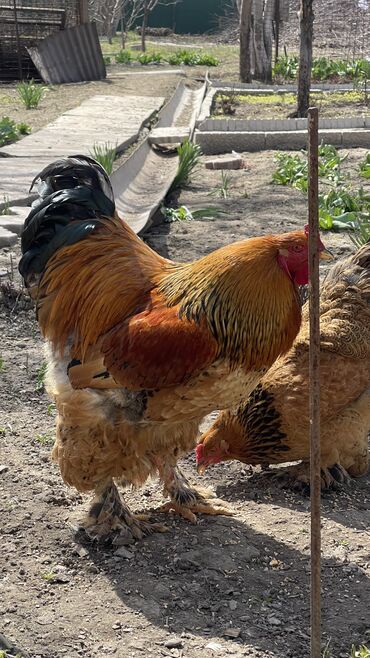 курица петух: Продаю | Куры, Цыплята