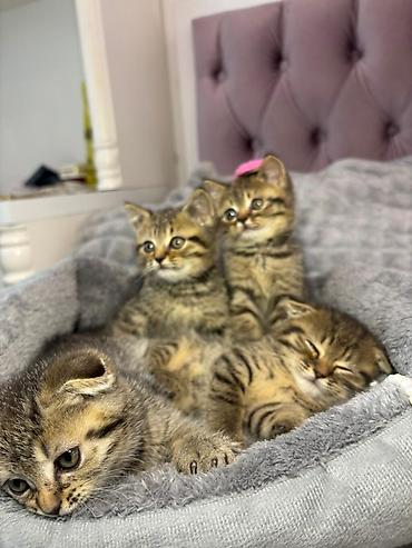 Pişiklər: Şotland — 2