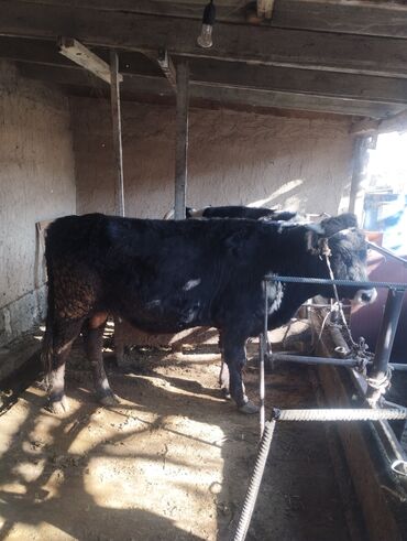 французский бульдог цена щенка: Продаю | Бык (самец) | На откорм | Привязанные