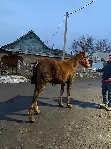 Лошади, кони: Продаю | Жеребенок | Рабочий — 6