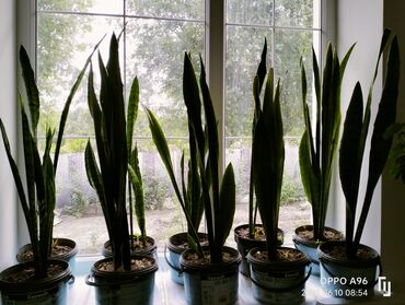 сауна кыз: Продаются Сансевиери очень красивые для вашего дома они для декора