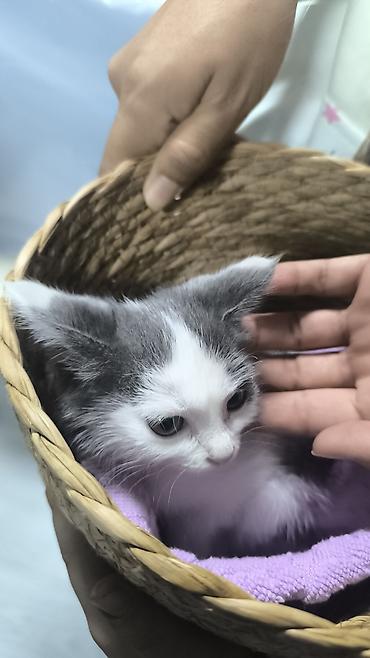 кот белый: Котёнок серо-белого окраса Девочка 1 месяц, здоровая после — 2