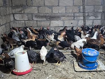 kənd cuceleri: Toyuq cücələri, Damazlıq, Ödənişli çatdırılma — 4