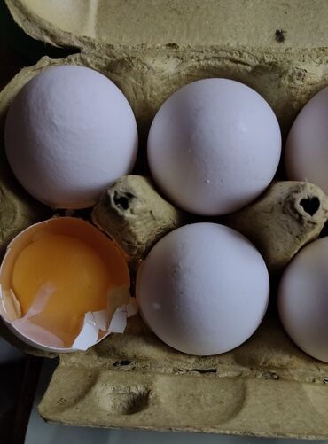 яйцо на инкубацию: Продаю куриное яйцо!!!