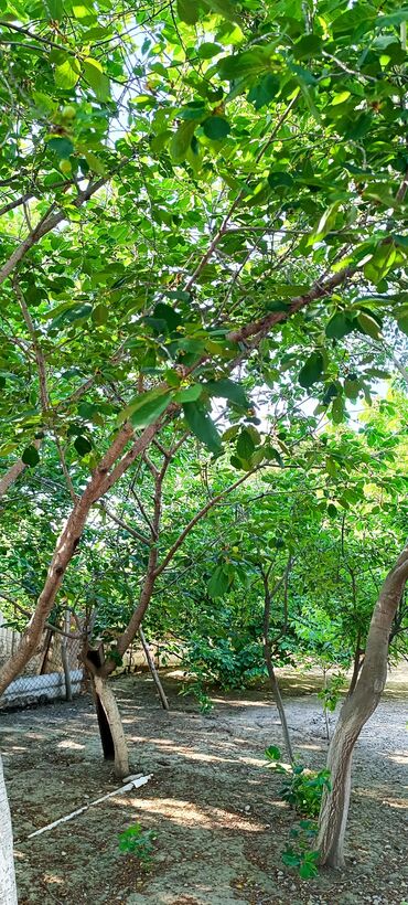 Torpaq sahələrinin satışı: 8 sot, Tikinti, Mülkiyyətçi, Kupça (Çıxarış) -da lalafo.az — 13 Torpaq sahələrinin satışı: 8 sot, Tikinti, Mülkiyyətçi, Kupça (Çıxarış) — 13