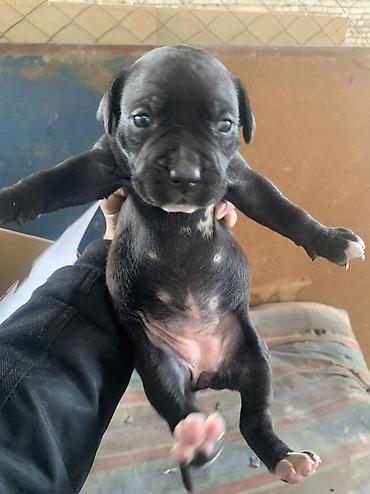 Продажа собак: Щенки с короткой гладкой шерстью, мощным телосложением и широкими — 14