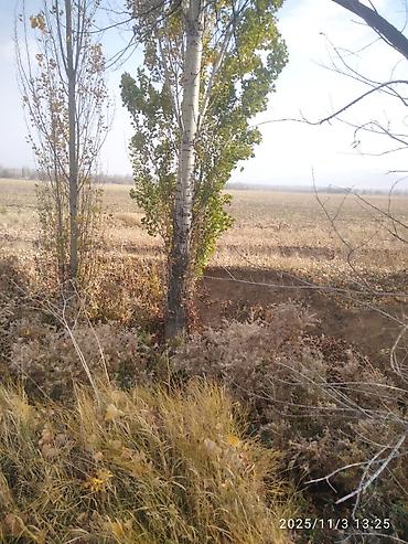 Тополь: Тополя для озеленения/живой изгороди - Порода: тополь (пирамидальный — 13