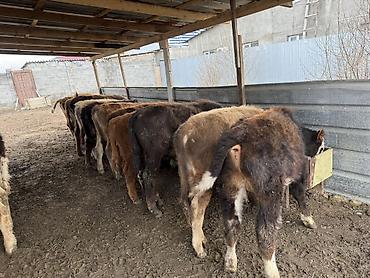 Коровы, быки: Продаю | Бык (самец) | На откорм — 3