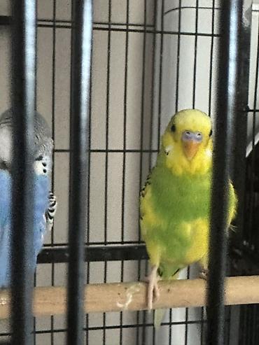 ташкентский: Попугай 🦜 2 штук и 2 клетка — 1