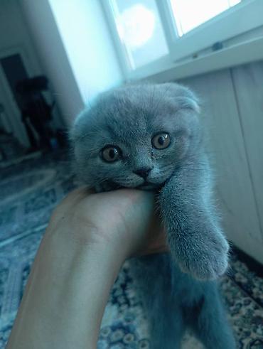 Скотиш Фолд (Шотландская вислоухая), 3 месяца, Девочка, Серый, Приучена к лотку