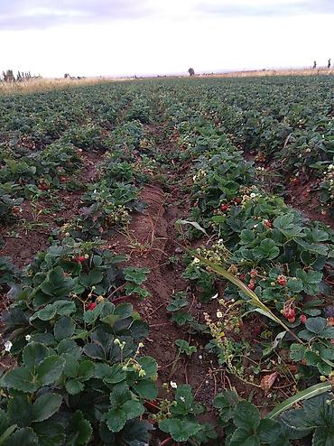 Другие специальности: Жумушчулар керек ; жумуш дыйканчылык,Клубника,малина — 20