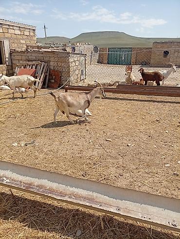Keçilər, çəpişlər: SAF KAN SANEN FIRANSIZ IRKI KEÇİLER MACAR IRKI KEÇİLER ÇEPİÇLER BOĞAZ — 13