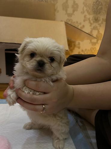 heyvan sahiblendirme: Pekines, 2 ay, Dişi, Peyvəndli, Ödənişli çatdırılma, Ünvandan götürmə — 1