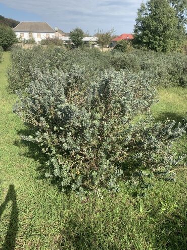 Torpaq sahələrinin satışı: 70 sot, Kənd təsərrüfatı, Bələdiyyə, Texniki pasport — 6