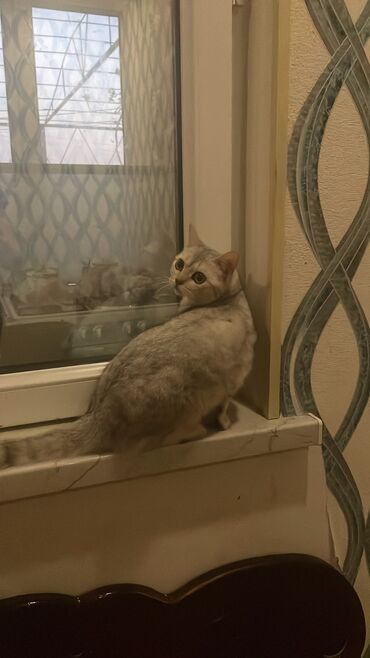 Собаки: Шиншилла, Самка