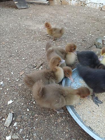 pisik aliram: Erkək, Damazlıq, Ünvandan götürmə — 2