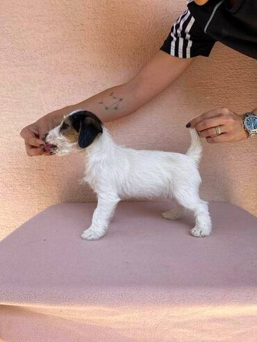 Psi: Jack Russell terijer štenci Na prodaju 4 ženkice Jack Russell — 8