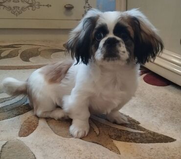 İtlər: Pekines, 4 ay, Erkek, Peyvəndli, Ünvandan götürmə