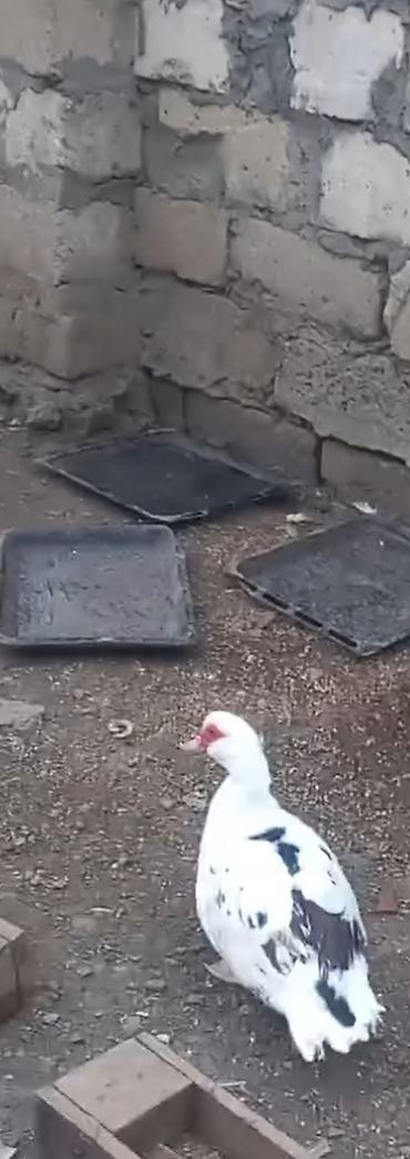 ordek novleri: Musk ördəkləri (barbarı) – damazlıq üçün - Növ: Musk/barbarı ördəyi - — 1