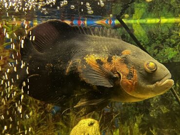 Akvariumlar: Böyük ölçülü şüşə akvarium komplekti - Ön və yanları şəffaf şüşəli — 16