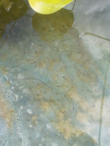 форель живая: Продаю личинку карпа личинка карпа сазана сазан