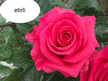 Şitillər: Salam Güllər Rusiyada gelib xarici gülldü nömrədə whatsapp var — 85