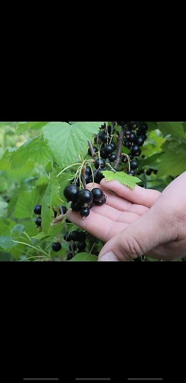 Другие декоративные деревья: Живые изгороди быстро растущие, растут до 4х метров. Сорт бархатный — 8