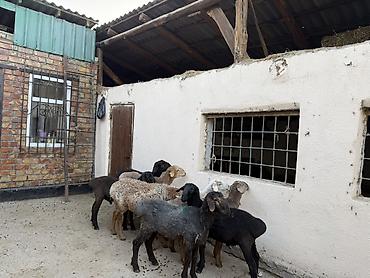 баран самка: Продаю | Овца (самка) | Для разведения — 3