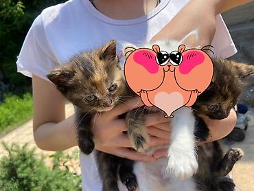 кошк: Котята, помёт из нескольких окрасов: - два черепаховых (чёрно‑рыжие с — 1