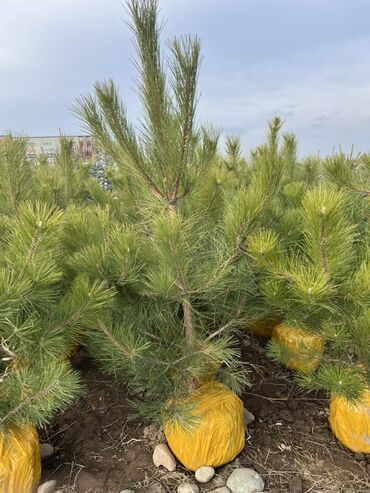 Декоративные деревья: Саженцы деревьев: Сосны — 12