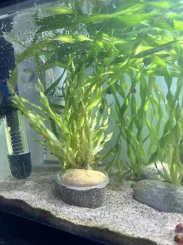 аквариум с рыбами: 🌿 ПРОДАЮ АКВАРИУМНОЕ РАСТЕНИЕ 🌿 11 пучков в горшочках 🪴 Растения — 2
