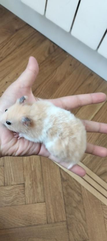 gəlincik heyvan: 4 BALA,BİR BÖYÜK DİŞİ HAMSTER VƏ QƏFƏS SATILIR🐹 4 balanın 2 si — 2