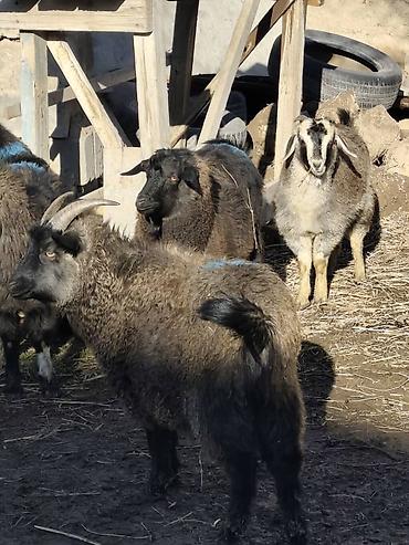 Козы, козлы: Продаю | Коза (самка), Козёл (самец), Козлёнок — 2