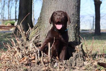 Psi: Izuzetna cokoladna štenad Labrador retrivera oštenjena 26. novembra — 4