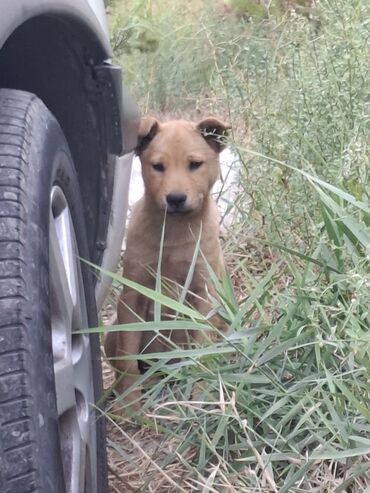 İtlər: Akita-inu, 2 ay, Dişi, Ünvandan götürmə