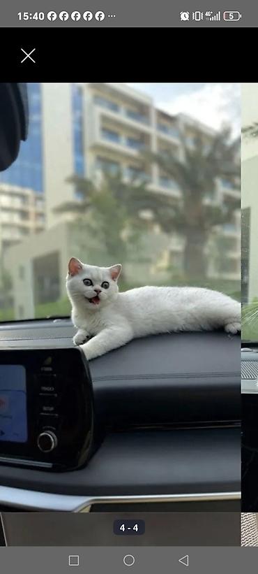 jersey cinsi: Ağ rəngli, qısa tüklü pişik balası Xüsusiyyətlər: - Tamamilə ağ, ipək — 2