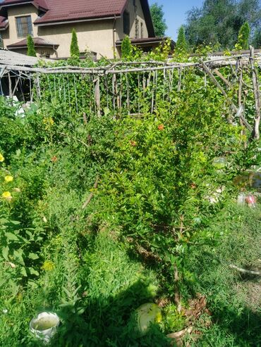 Продажа домов: Дом, 1200 м², 4 комнаты, Собственник, Косметический ремонт — 12