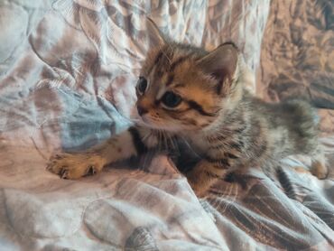 шатланские коты: Отдам даром ШОТЛАНДСКИХ КОТЯТ!! ласковые котята ищут своих хозяинов