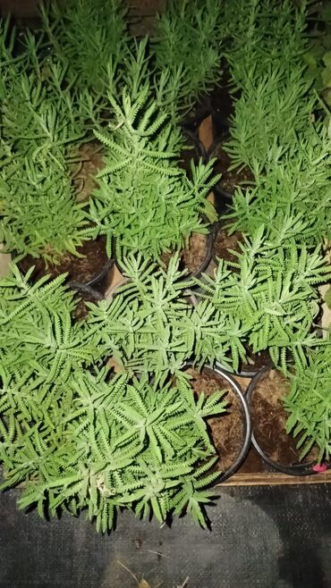 Toxumlar: Qazon catrlma qurasdrma 
tordf
kakavide var topdan sats qiymete — 4