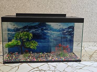 Dördbucaq akvarium, Boş, 40 l, Ödənişli çatdırılma, Ünvandan götürmə