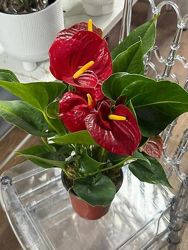 Антуриумы: Антуриум (Anthurium) в горшке - Компактный куст с плотными глянцевыми — 19