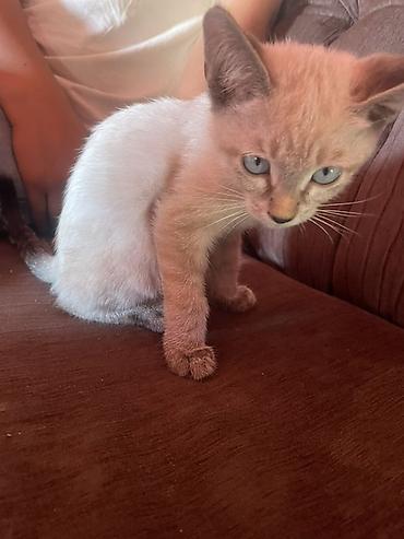 Котёнок с голубыми глазами и колор-пойнт окрасом (светлое тело с более