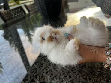 1 aylıq holland balaca🐰 Kafes, yem qabı, su qabı və tualet qabı —