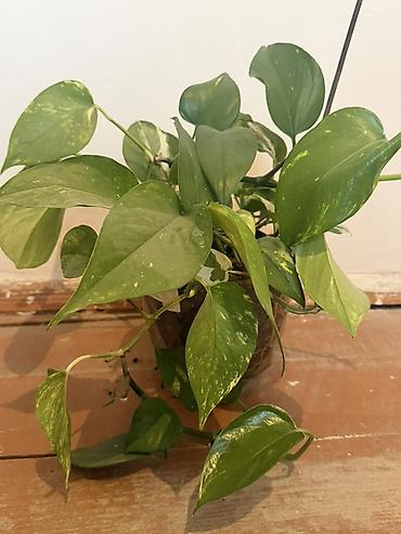 попугайчики купить: Epipremnum aureum (Pothos/Skindapsus) – saksı bitkisi İstəyən — 1