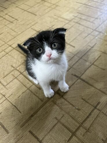 вислоухие шотландские котята: Шотландский вислоухий котенок с черно-белым окрасом. У котенка большие