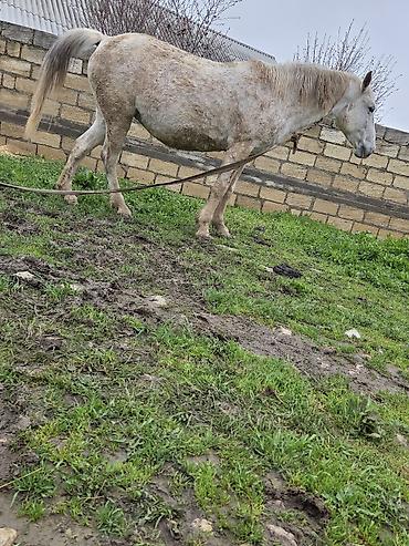 Atlar: Dişi, il: 7 — 16