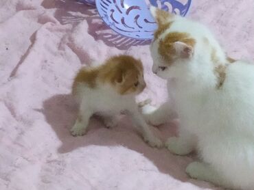 Su və yem qabları: Məhsul: Pişiklər üçün 3 bölməli yem və su qabı dəsti Təsvir: - Üç — 5