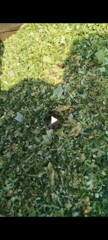 аппарат для дойки коров цена: Продаю кукурузу для силоса .Цена договорная