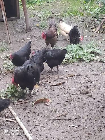 bakida cins ineklerin satisi: Toyuq, Australorp, Damazlıq, Ünvandan götürmə — 4
